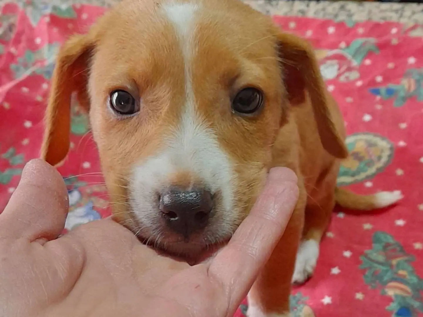 Adotta un cane, taglia media, femmina, Como