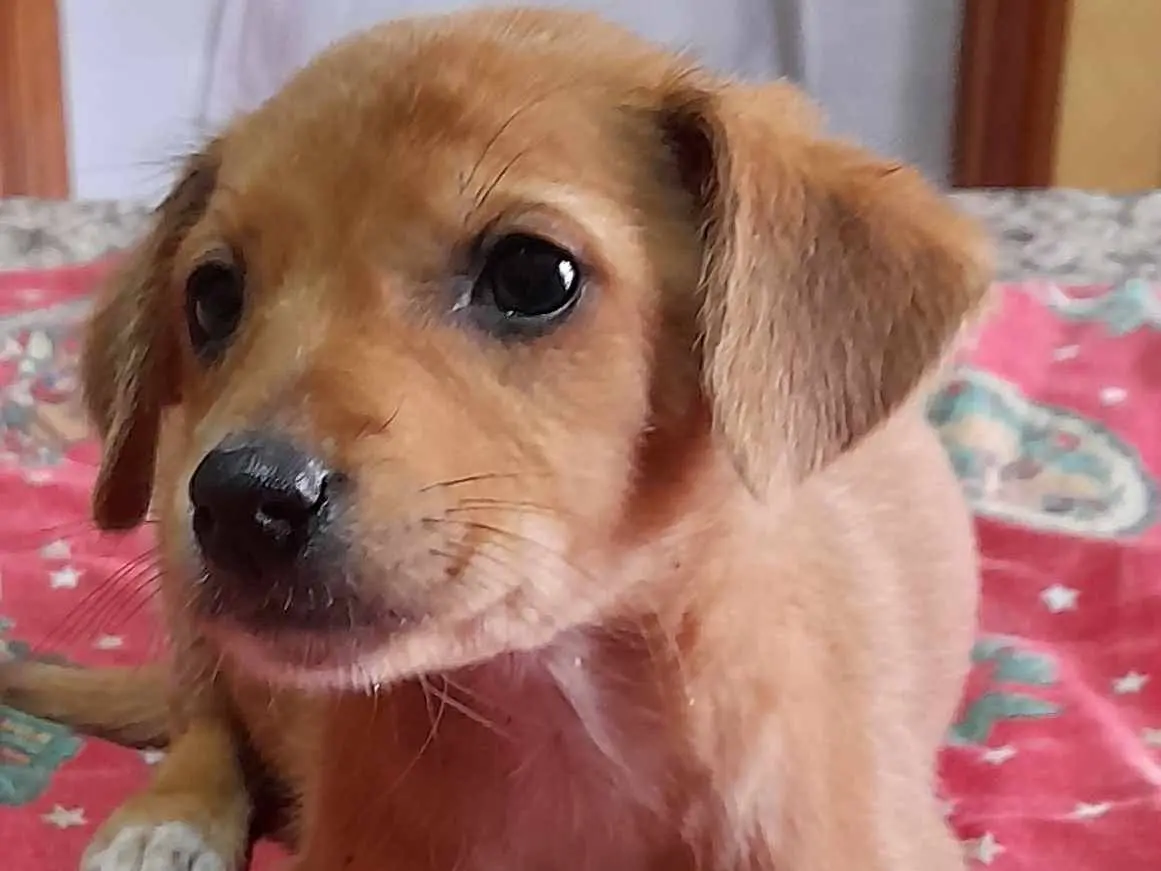 Adotta un cane, femmina, 3 anni, Como