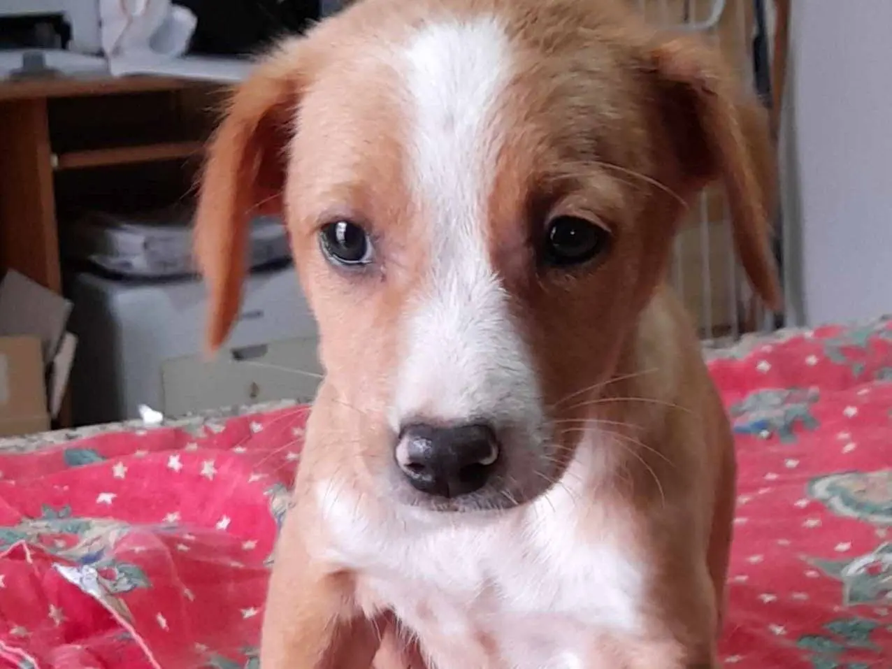 Vuoi adottare un cane a Como?