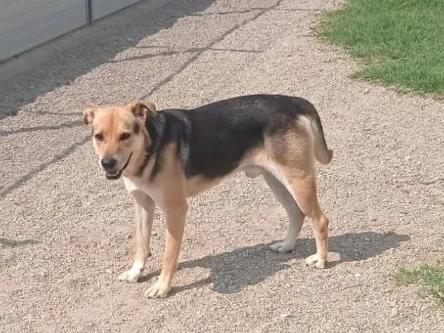 Adotta il cane Poseidone a Como