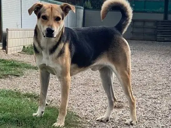 Adotta un cane, maschio, 4 anni e 11 mesi, Como