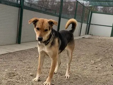 Vuoi adottare un cane a Como?