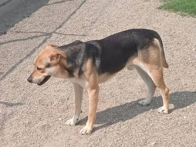 Adotta un cane, taglia grande, maschio, Como