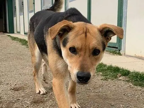 Adozione cane, maschio, Razza sconosciuta Razza sconosciuta, 4 anni e 11 mesi, taglia grande, Como
