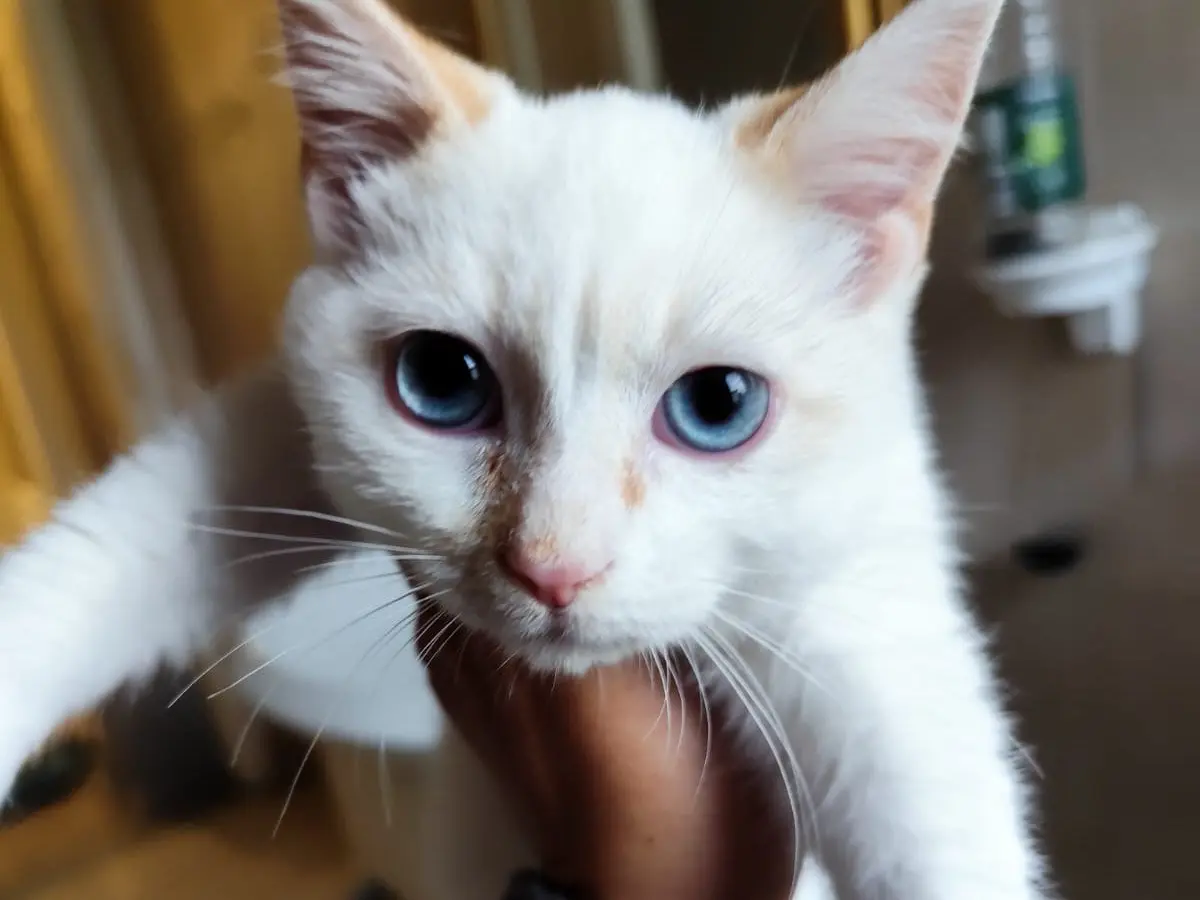 Adotta un gatto, maschio, 2 mesi, Bergamo