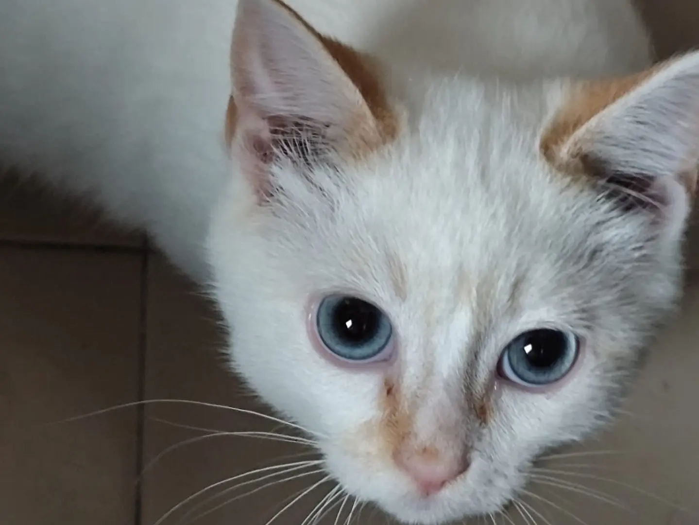 Adotta un gatto, taglia non valida, maschio, Bergamo