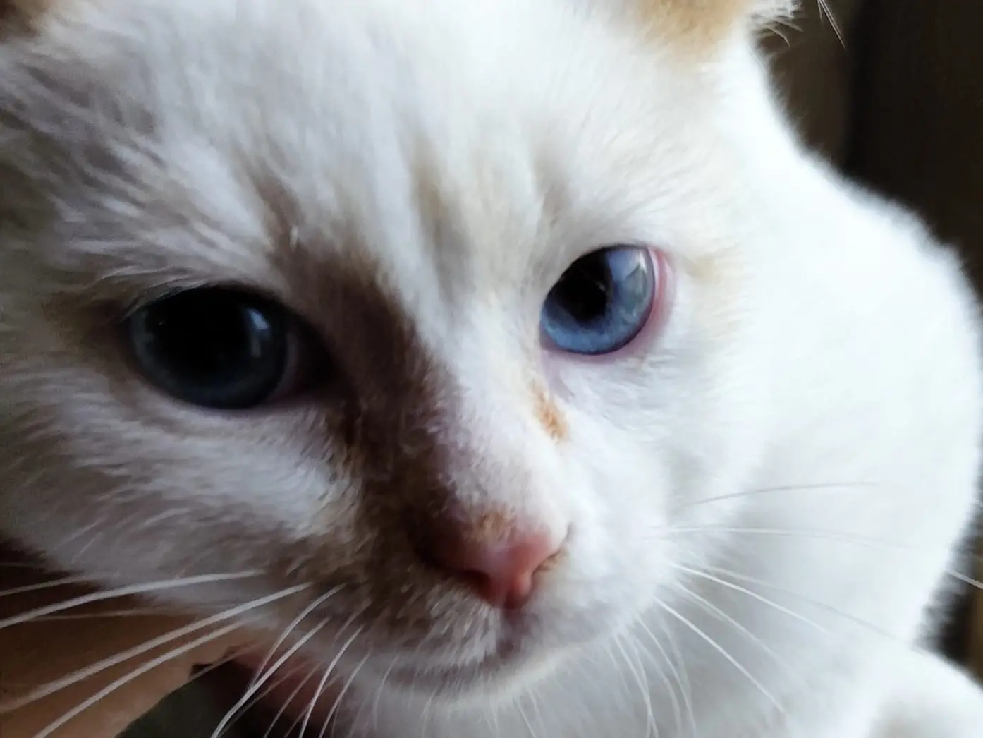 Adozione gatto, maschio, Razza sconosciuta Razza sconosciuta, 2 mesi, taglia non valida, Bergamo