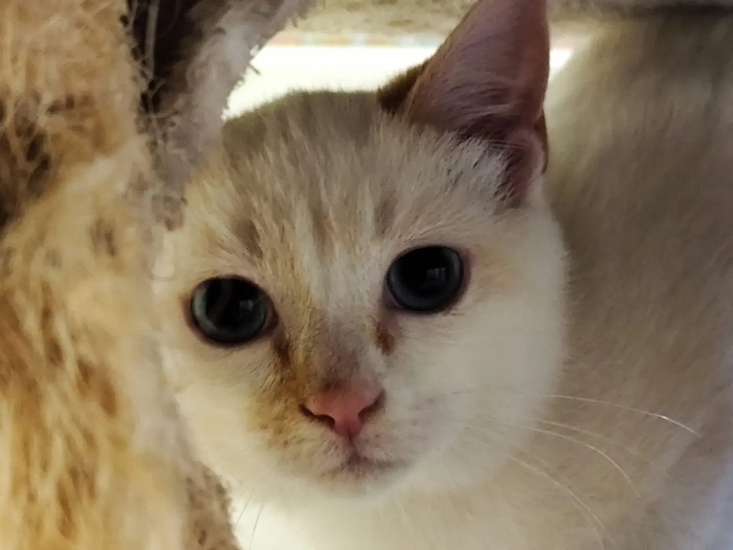 Vuoi adottare un gatto a Bergamo?