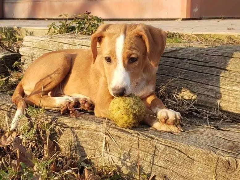 Vuoi adottare un cane a Como?