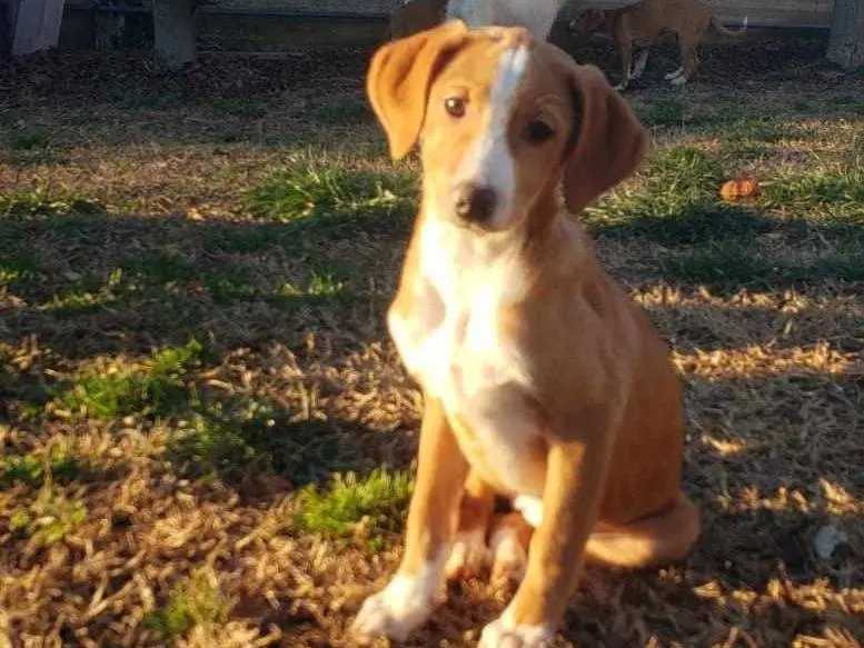 Adozione cane, femmina, meticcio, 3 anni, taglia media, Como