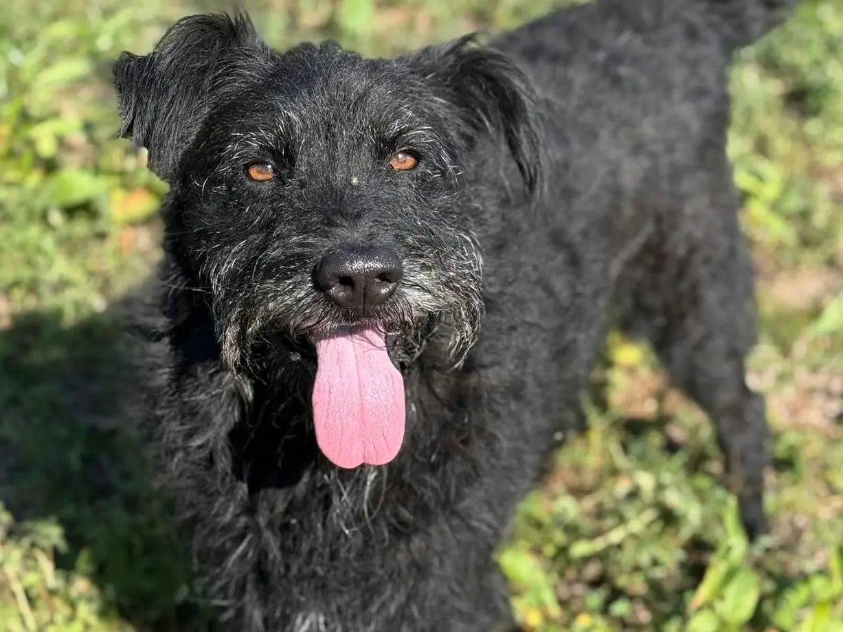 Adozione cane, maschio, Razza sconosciuta Razza sconosciuta, 3 anni e 8 mesi, taglia media, Firenze