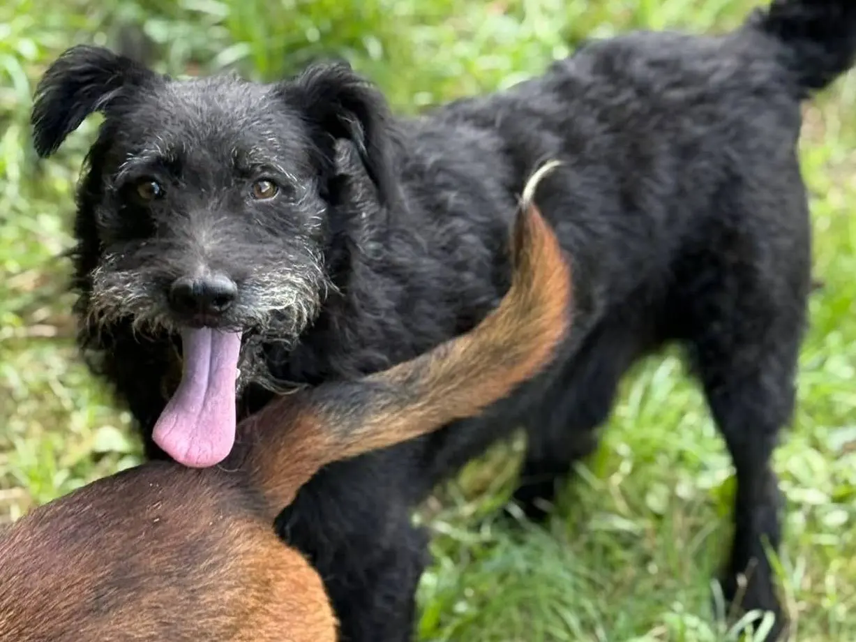 Vuoi adottare un cane a Firenze?