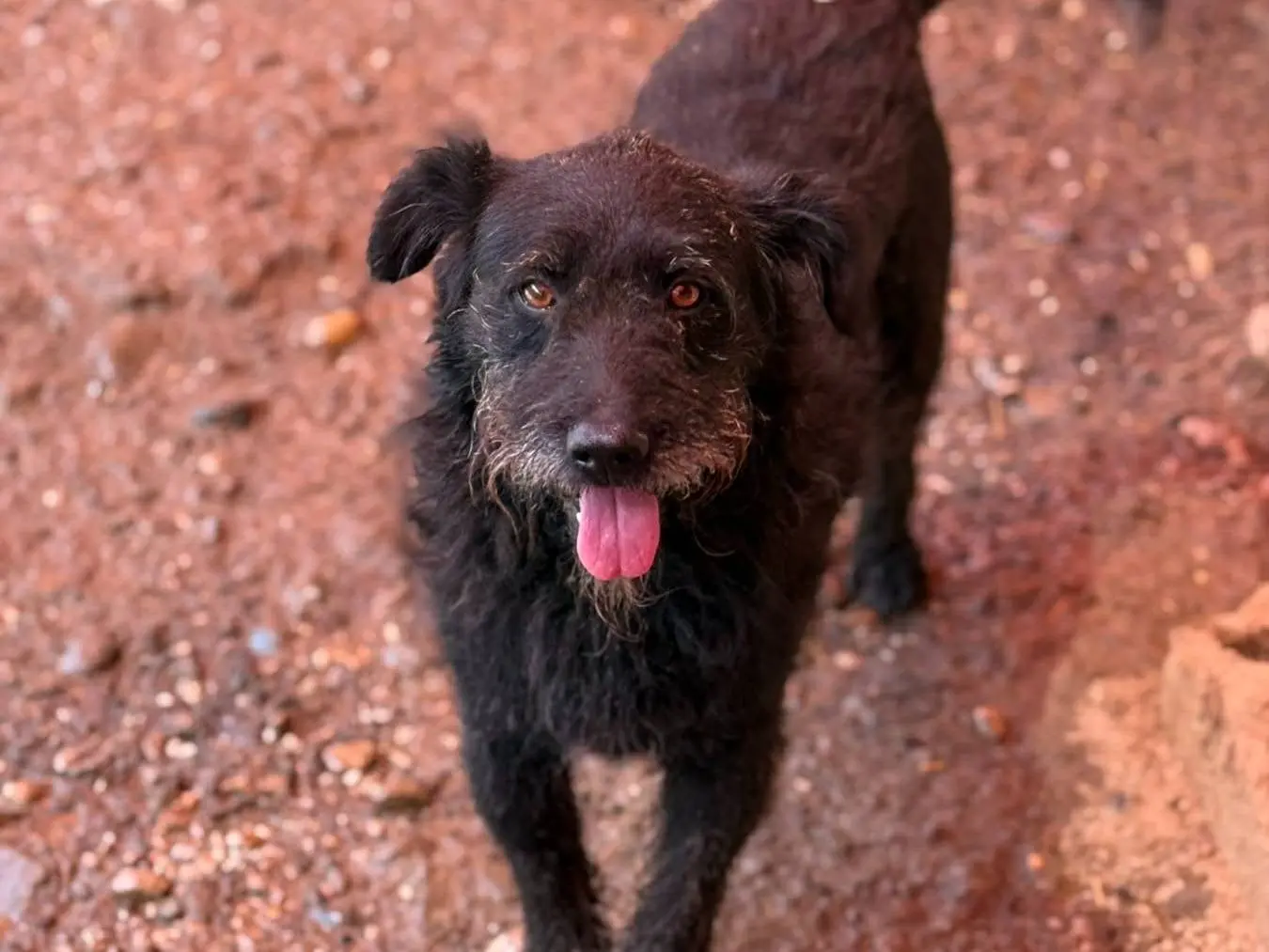 Adotta il cane JAGUAR a Firenze