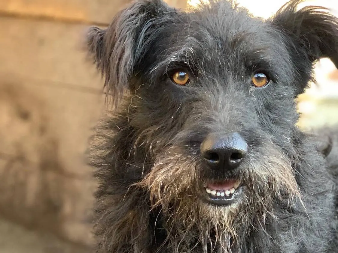 Adotta un cane, maschio, 3 anni e 8 mesi, Firenze