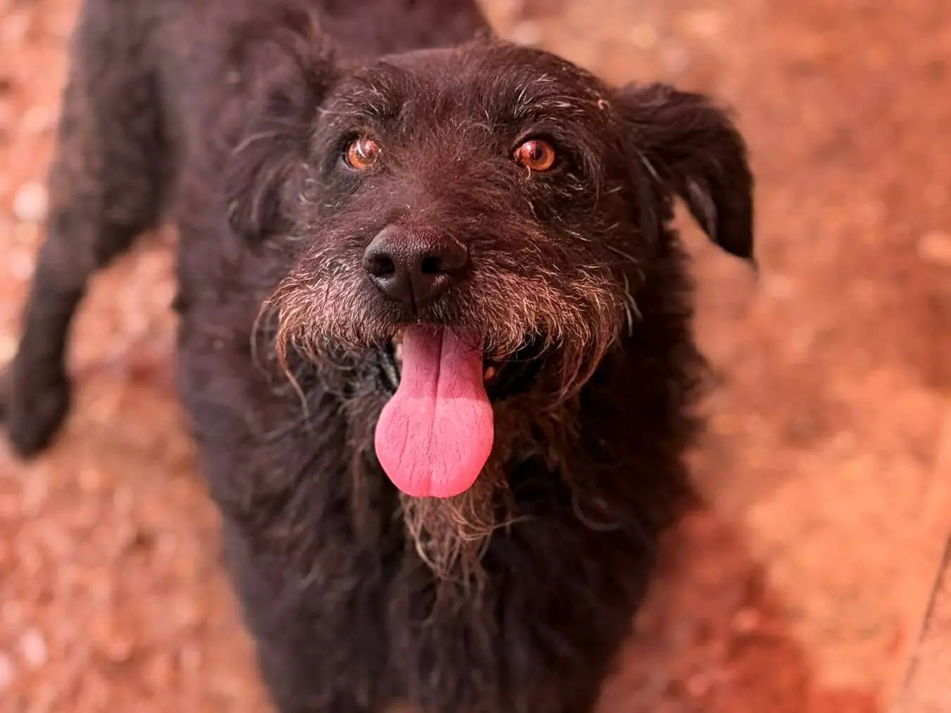 Adotta un cane, taglia media, maschio, Firenze