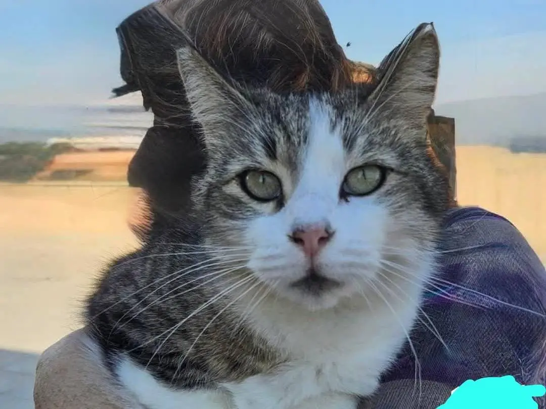 Adotta un gatto, maschio, 2 anni e 1 mese, Roma