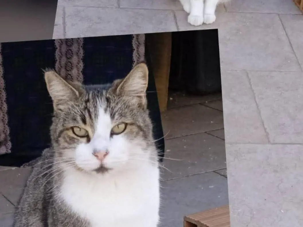 Adozione gatto, maschio, Razza sconosciuta Razza sconosciuta, 2 anni e 1 mese, taglia non valida, Roma