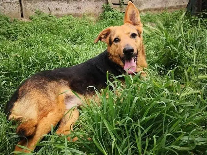 Vuoi adottare un cane a Messina?