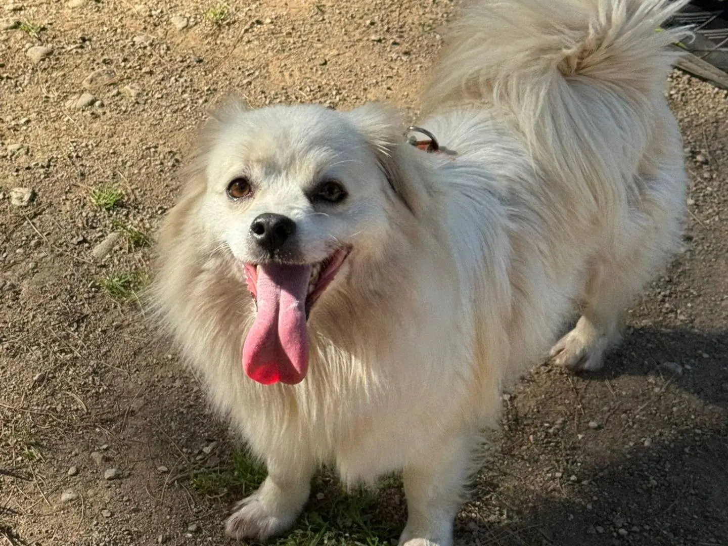 Adotta un cane, taglia piccola, maschio, Milano