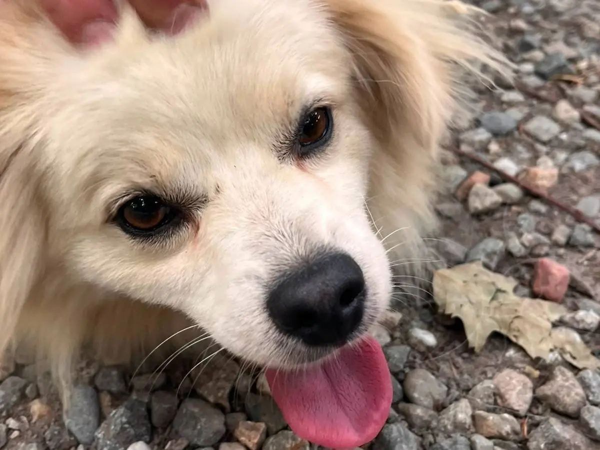 Adozione cane, maschio, Volpino di Pomerania Razza sconosciuta, 3 anni e 4 mesi, taglia piccola, Milano
