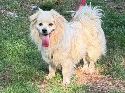 Vuoi adottare un cane a Milano?