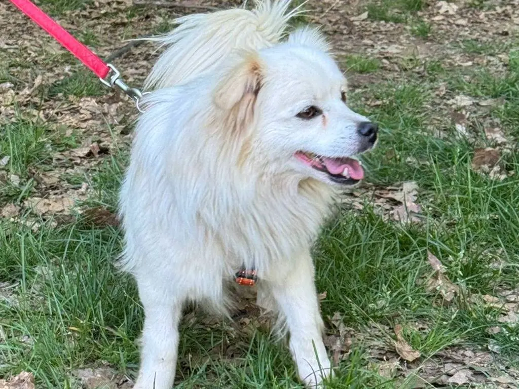 Adotta un cane, maschio, 3 anni e 4 mesi, Milano