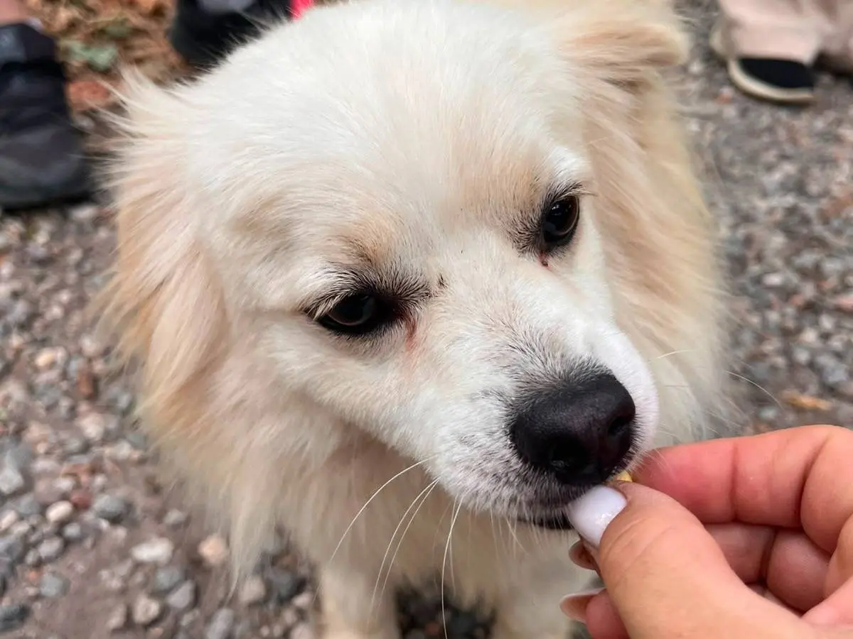 Adotta il cane Cooki a Milano