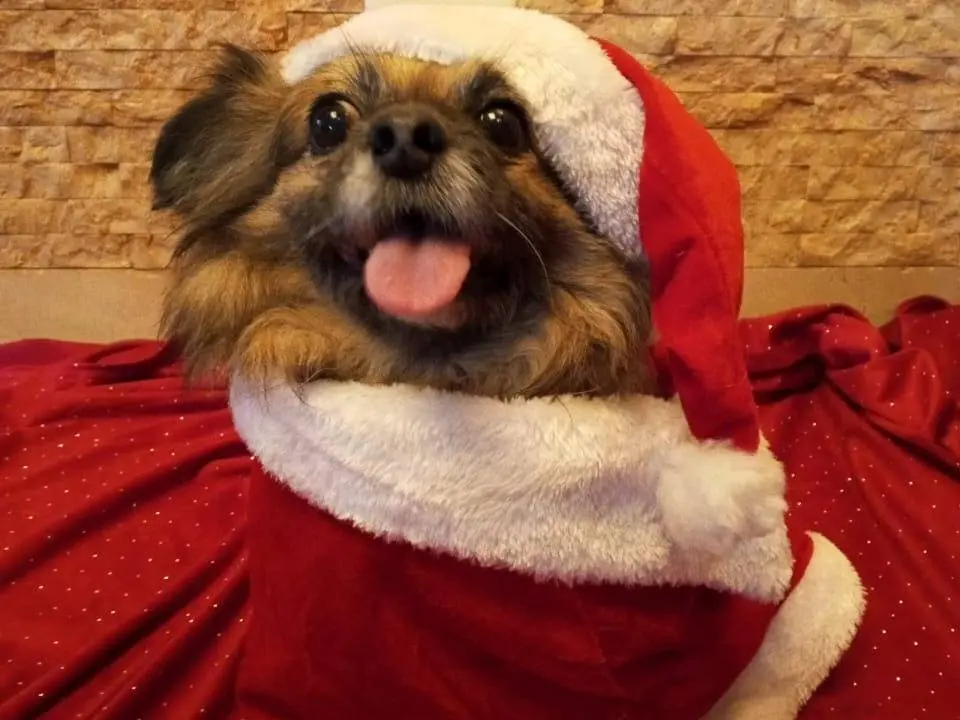 Adotta il cane Peggy a Milano