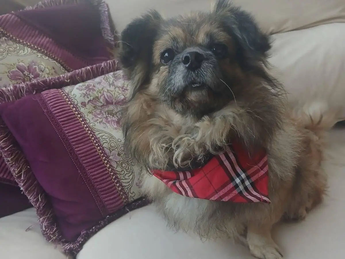 Vuoi adottare un cane a Milano?