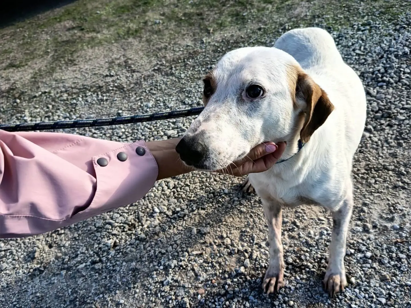 Adotta un cane, femmina, 3 anni e 8 mesi, Vibo