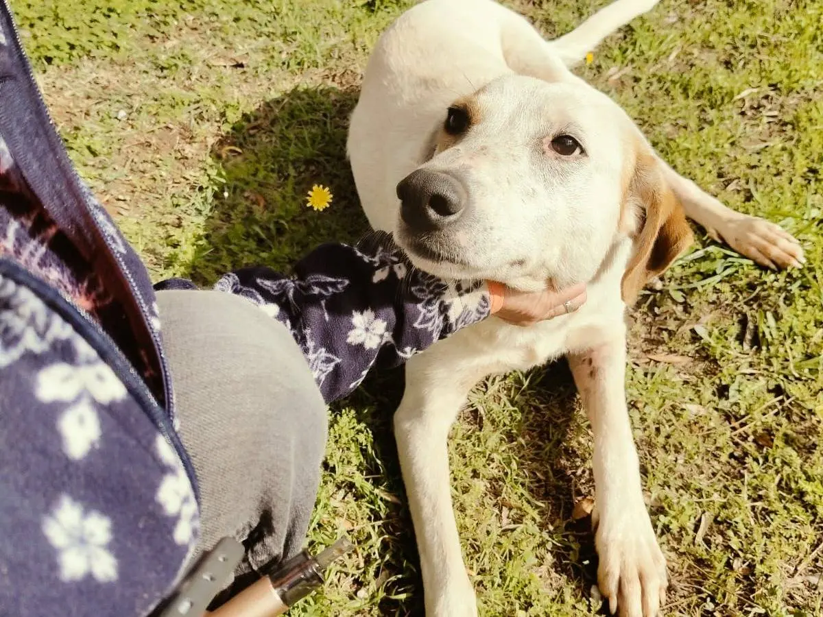 Adozione cane, femmina, Razza sconosciuta Razza sconosciuta, 3 anni e 8 mesi, taglia media, Vibo