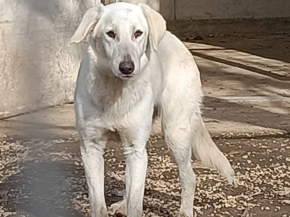 Foto 2 dell'animale