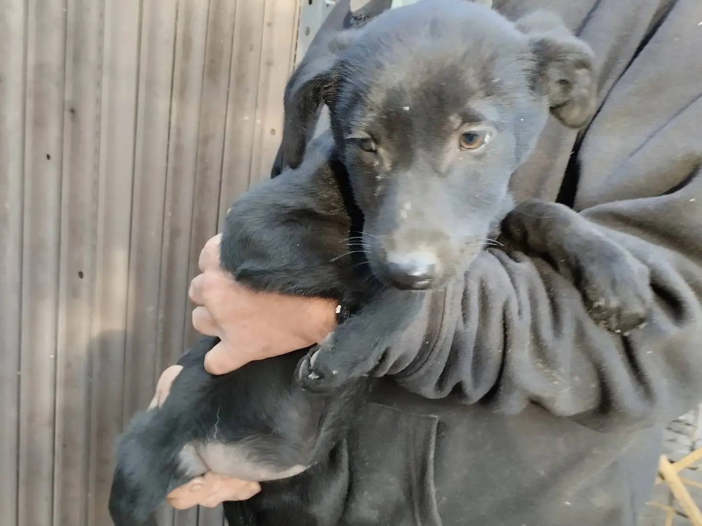 Vuoi adottare un cane a Como?