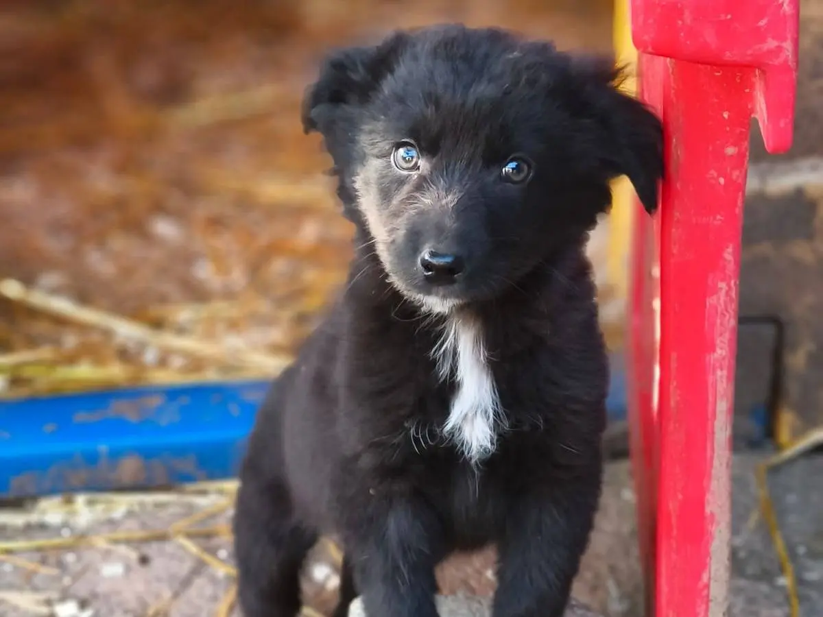 Adozione cane, maschio, Razza sconosciuta Razza sconosciuta, 2 anni, taglia media contenuta, Como