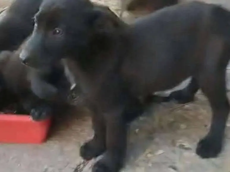 Adotta un cane, taglia media contenuta, maschio, Como