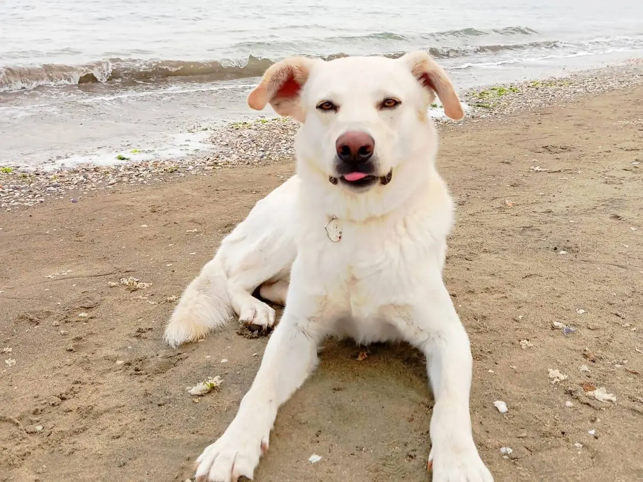 Adotta il cane Orio a Milano