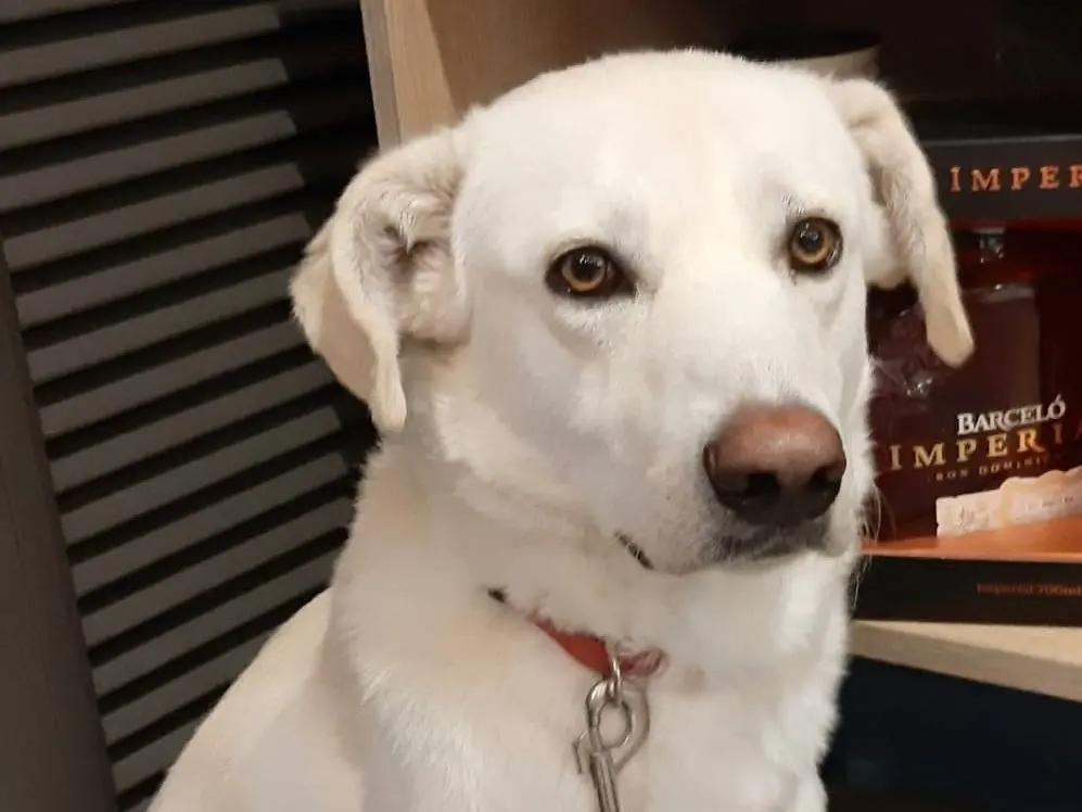 Adotta un cane, taglia media, maschio, Milano