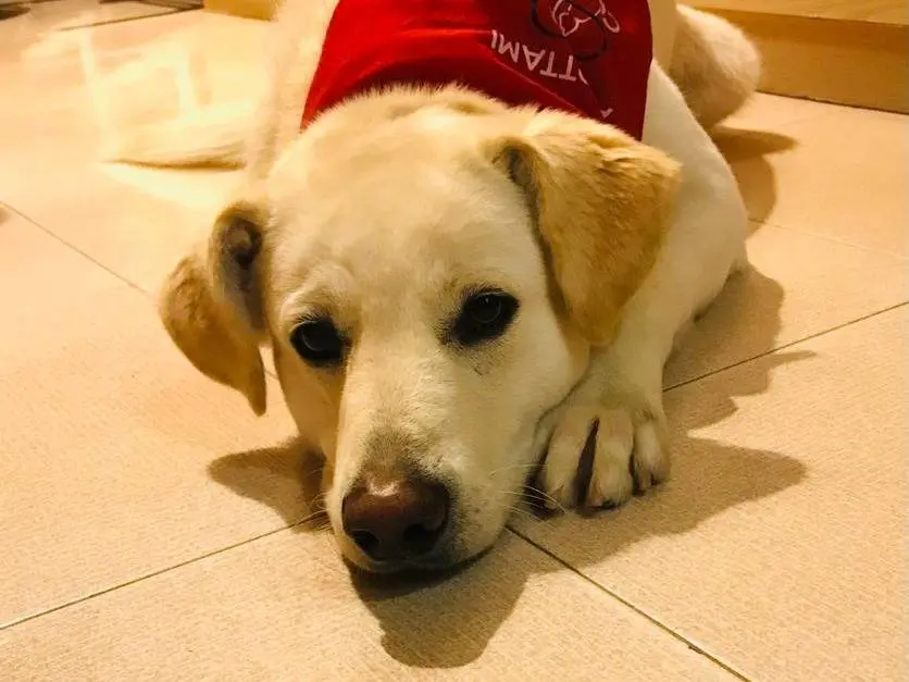 Adozione cane, maschio, Razza sconosciuta Razza sconosciuta, 4 anni e 8 mesi, taglia media, Milano