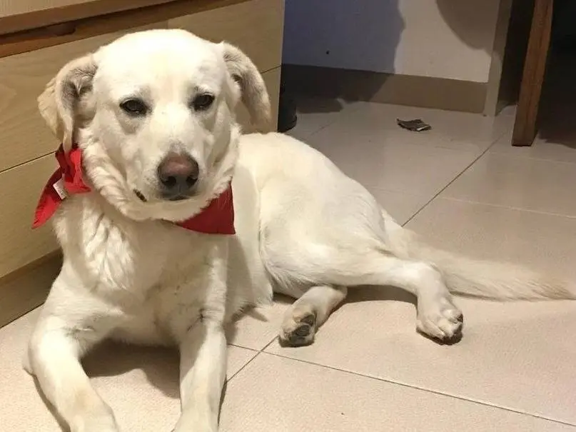Adotta un cane, maschio, 4 anni e 8 mesi, Milano