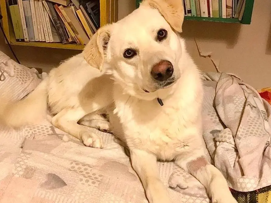 Vuoi adottare un cane a Milano?