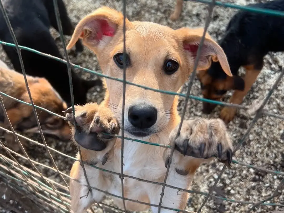 Adozione cane, maschio, Razza sconosciuta Razza sconosciuta, 1 anno e 11 mesi, taglia media contenuta, Roma