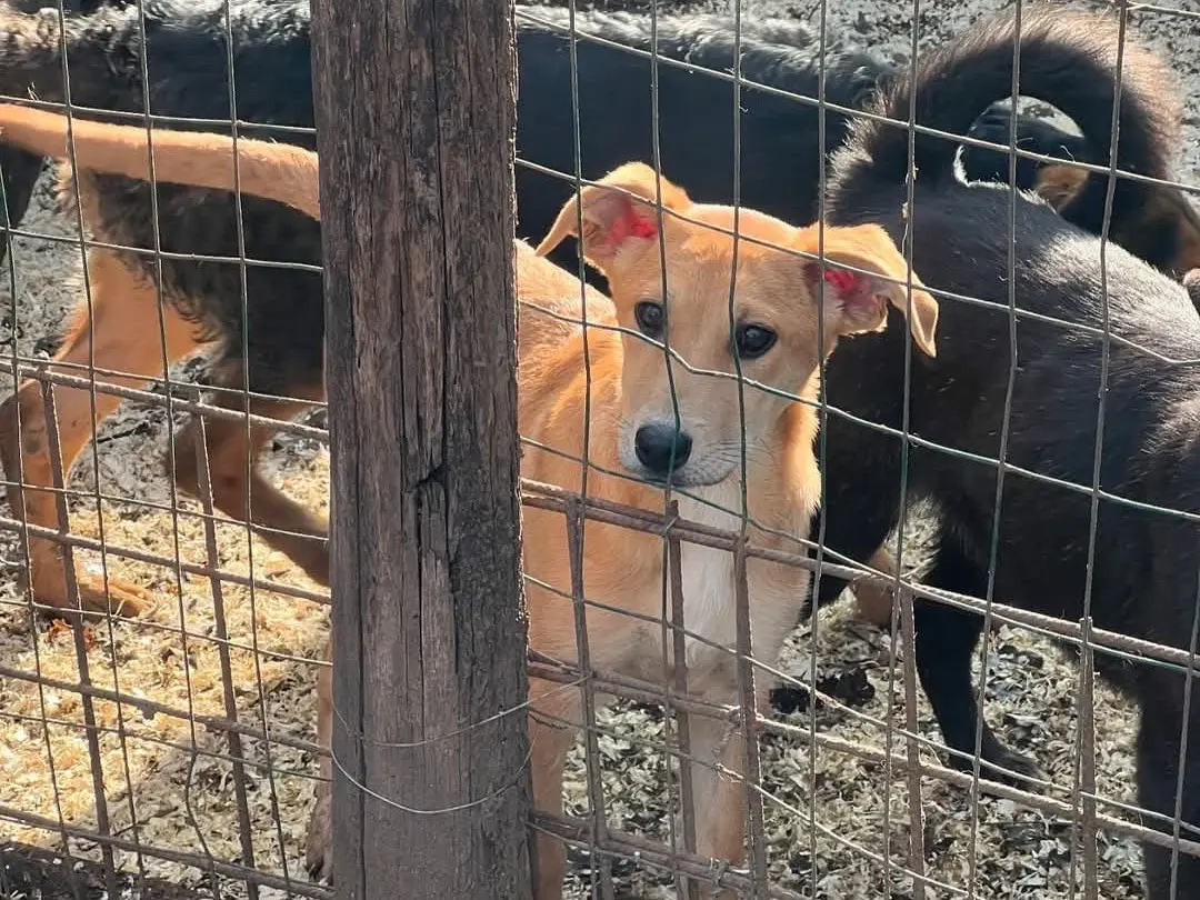 Adotta un cane, maschio, 1 anno e 11 mesi, Roma