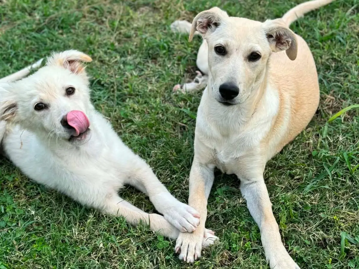 Adozione cane, femmina, Razza sconosciuta Razza sconosciuta, 5 mesi, taglia media, Treviso