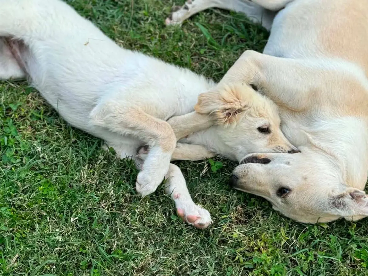 Adotta un cane, taglia media, femmina, Treviso