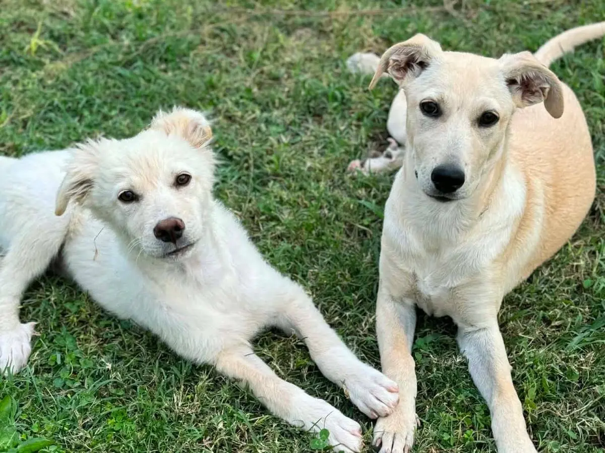Adotta un cane, femmina, 5 mesi, Treviso