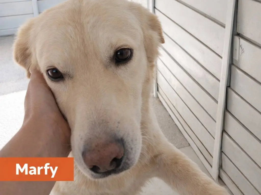 Adotta un cane, maschio, 4 anni e 6 mesi, Avellino