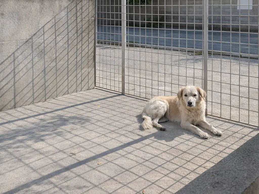 Adotta un cane, taglia media, maschio, Avellino