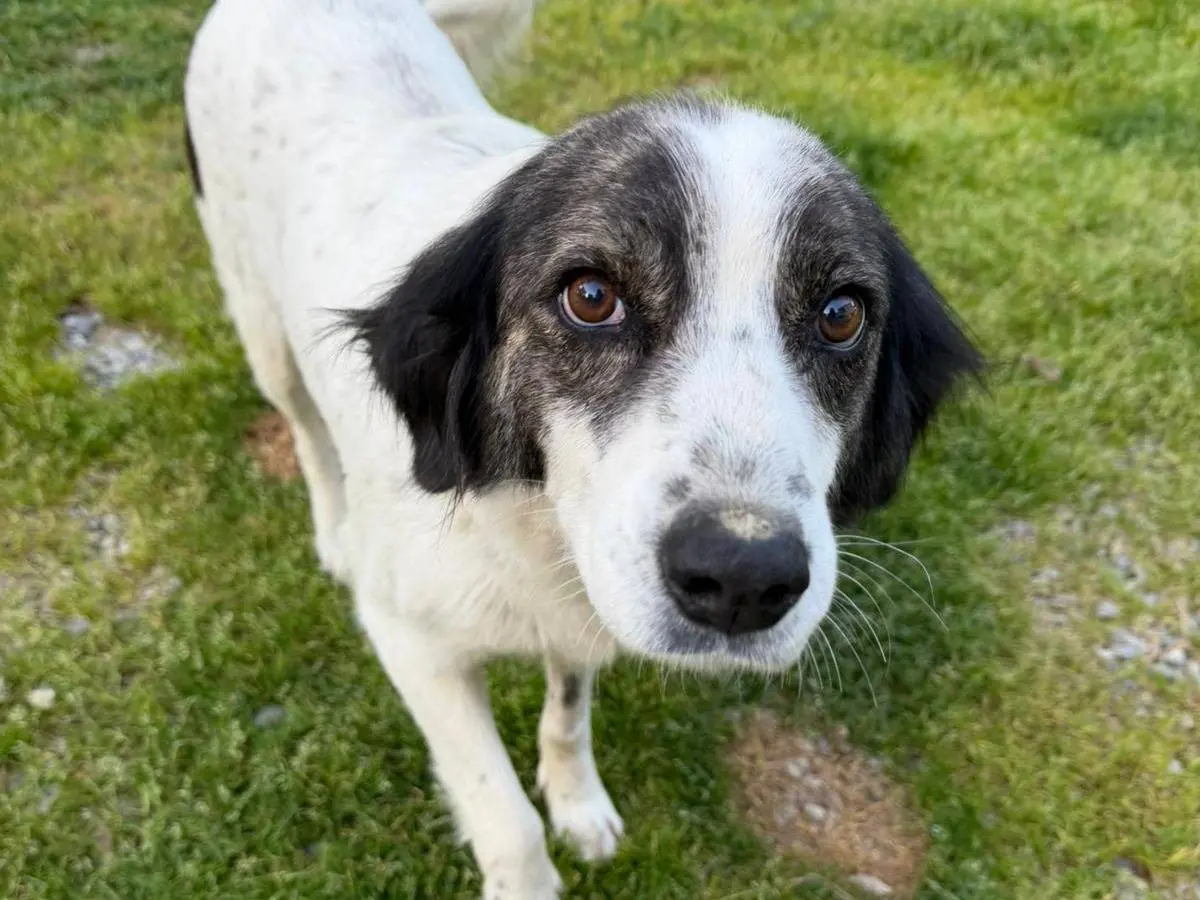Adotta il cane Zara a Crotone