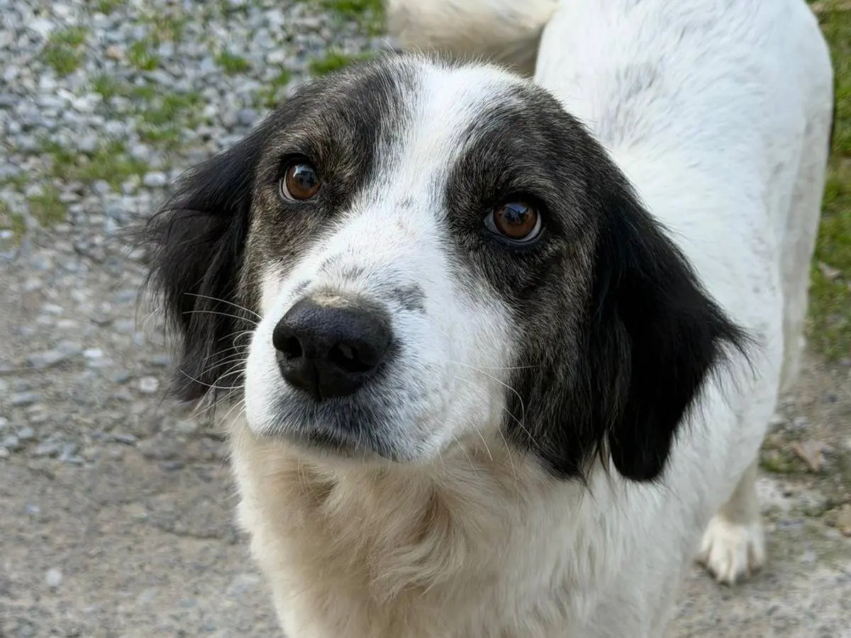Adozione cane, femmina, Razza sconosciuta Razza sconosciuta, 2 anni e 8 mesi, taglia media, Crotone