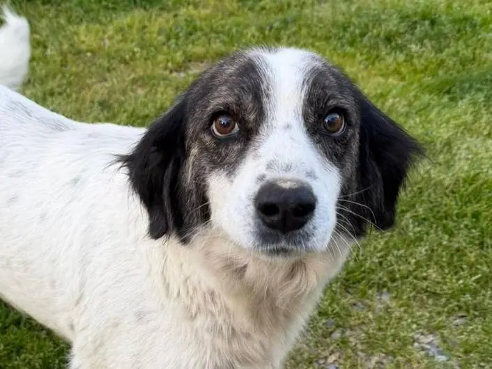 Adotta un cane, taglia media, femmina, Crotone